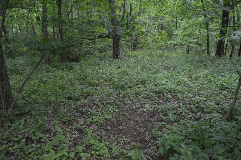 Old scrape