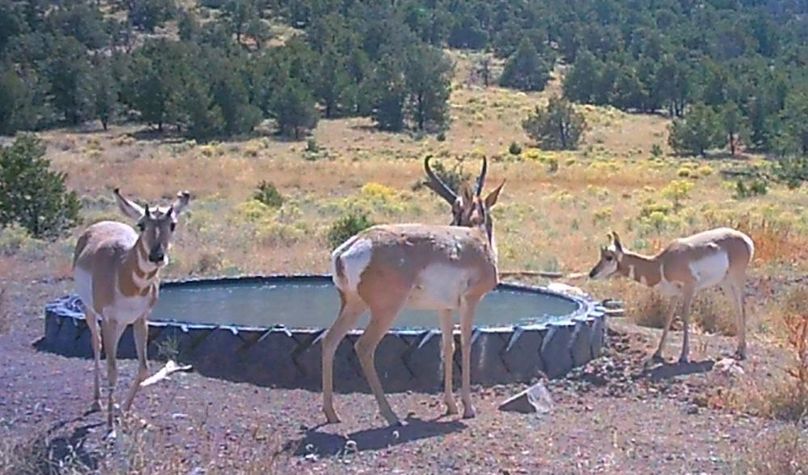 3 pronghorn