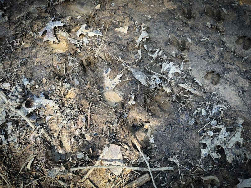 005 heads up, deer crossing!