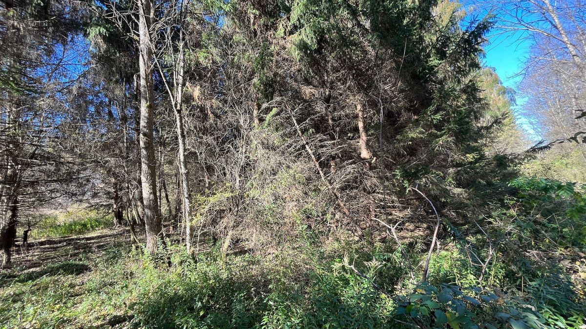 Cayuta Creek Riverfront Land Whitetail Properties