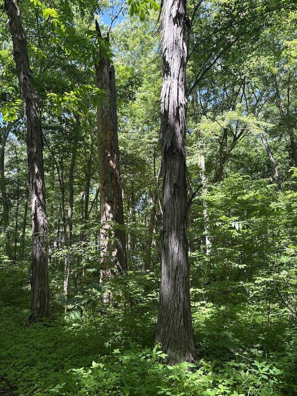 trail 12