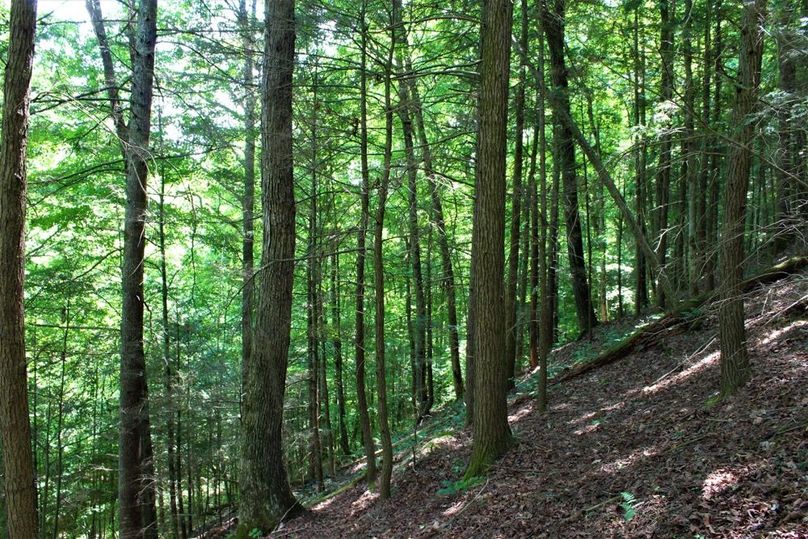 005 the mature stand of hemlocks along the north facing slope near the creek