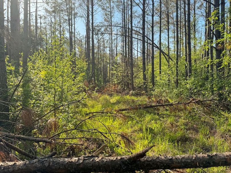 Tallahatchie 44 Newman (Crowden) Wide-16