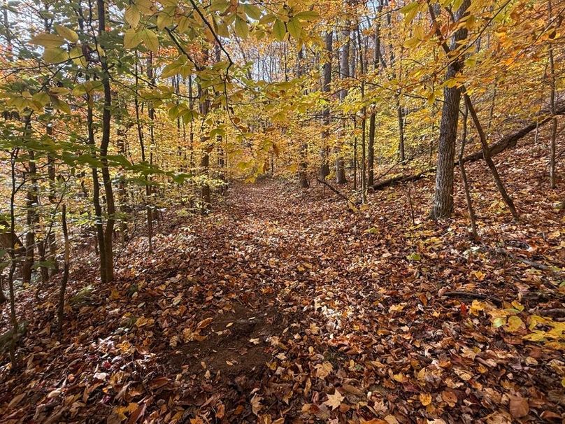 021 More scapes, more scrapes and more scrapes... just an outpouring amount of whitetail sign-2