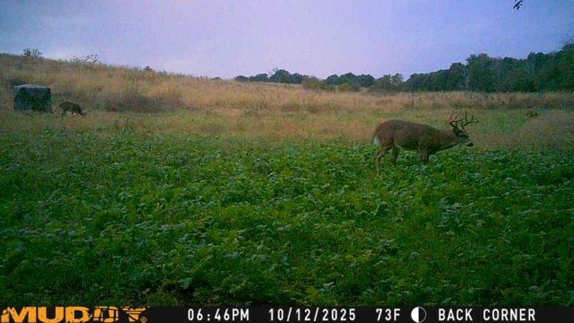 25101218463601004426_ColorizationType.none