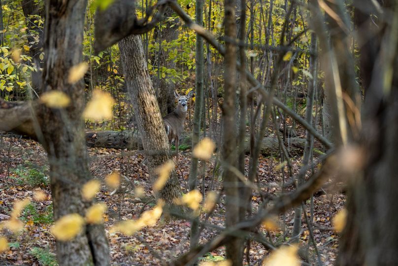 Elk PA 7000 Feature_Pro Photo-178