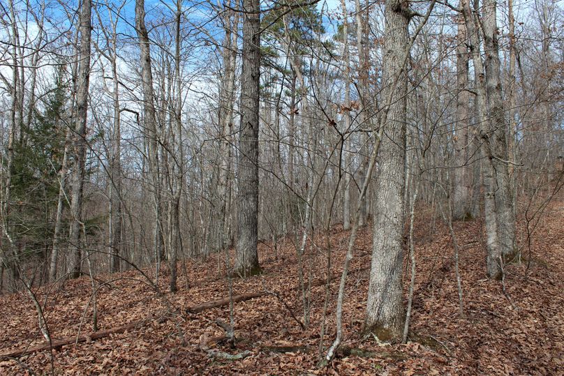 023 hardwood south facing slope