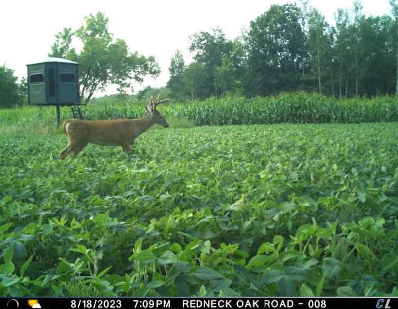 August 2023 Buck (Oak Road)