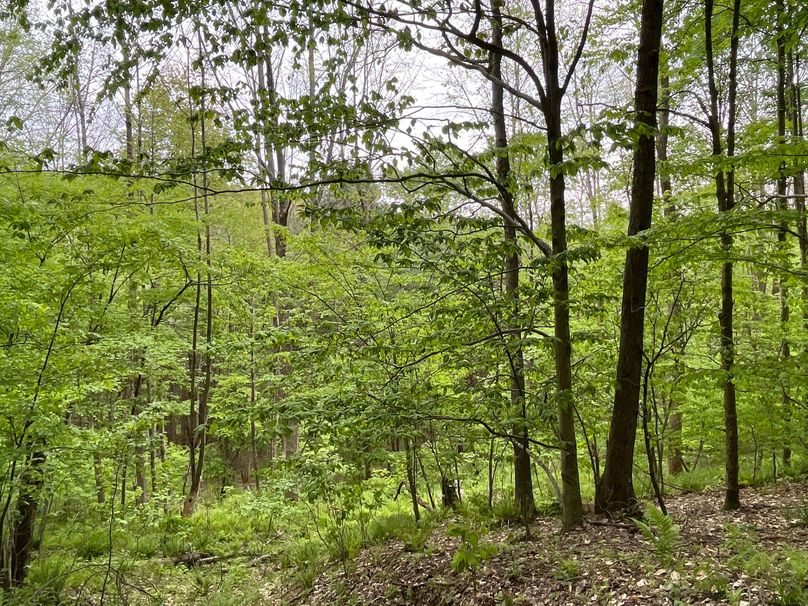 Tioga_18.72_Coulson Photo 51