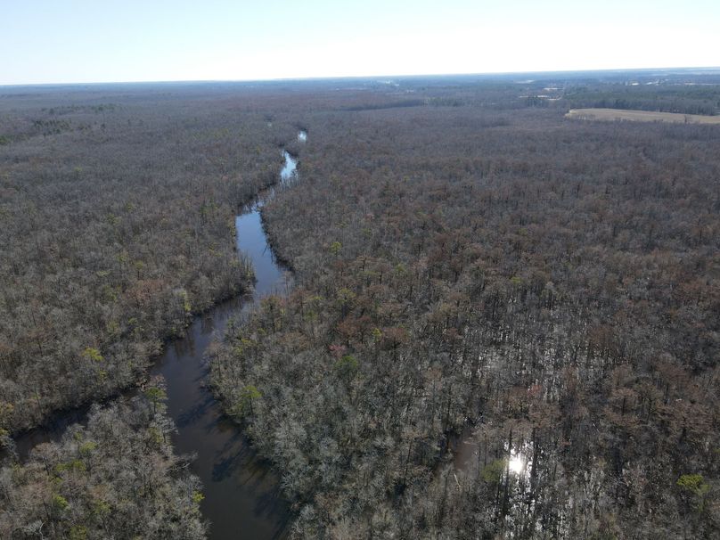 Timber Tract On The Pasquotank River Whitetail Properties