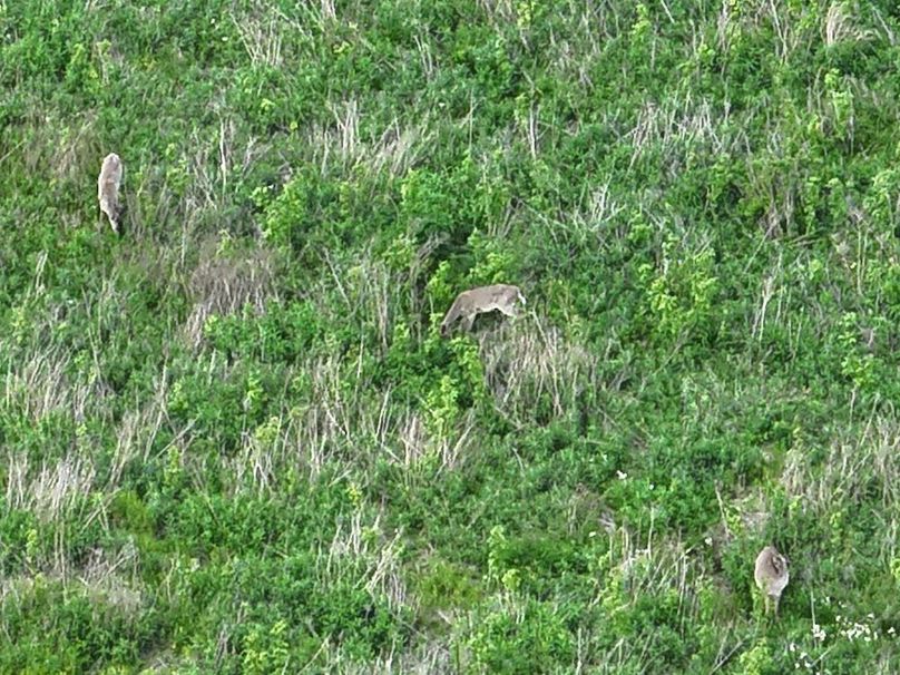 DJI_20250520064309_0017_V