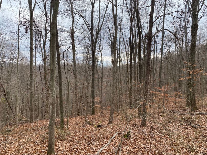 012 forested west facing slope in the west part of the property copy