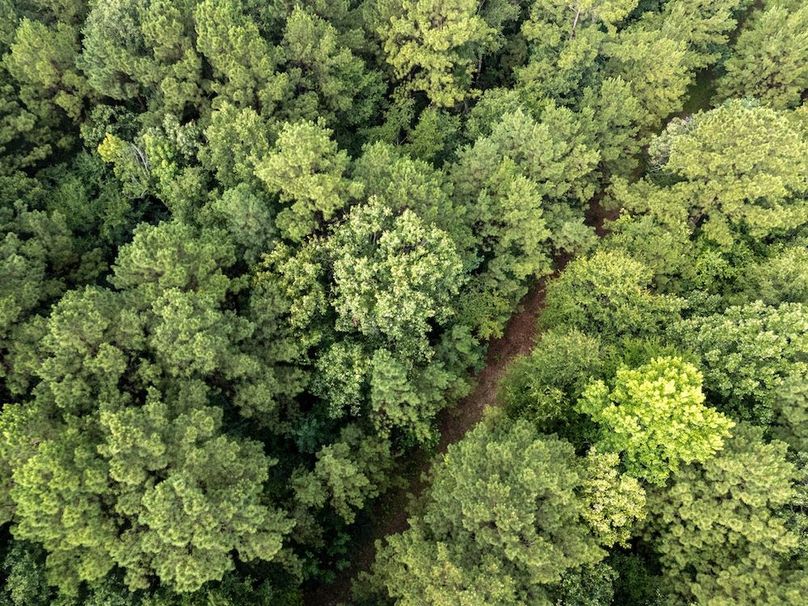 Panola Co. 40ac - Rouse-41