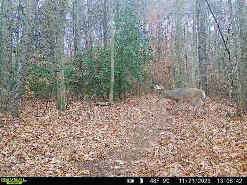 37.98ac_TempleRd_BGORE_021_Deer2302