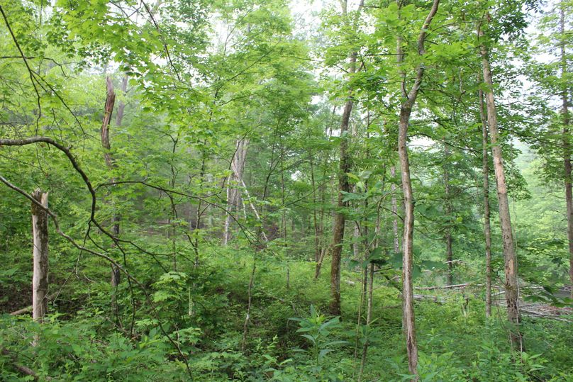 026 low elevation of the outstanding new growth in phase 1 timbering area