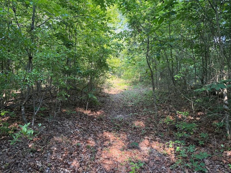 20 - trail 8 uphill