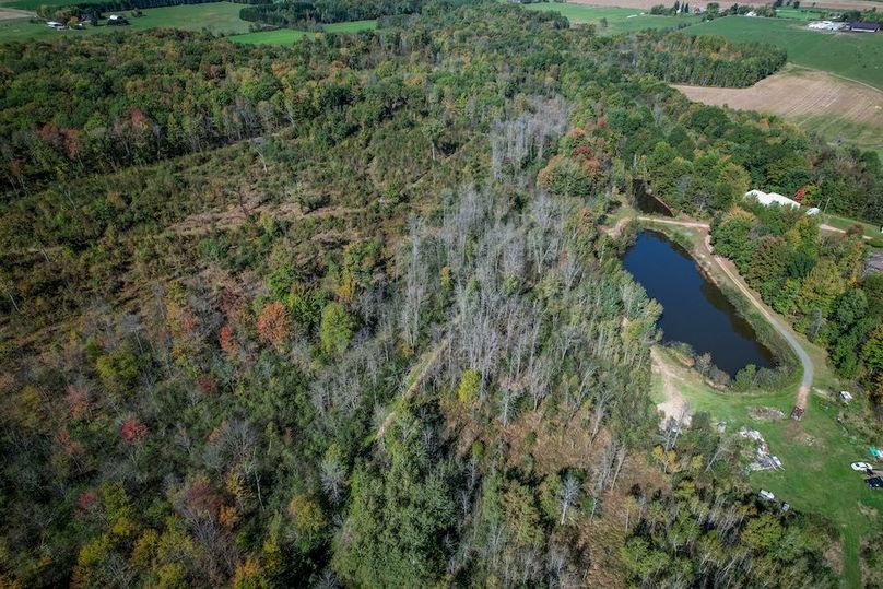 Wood 41.451, Collins -39