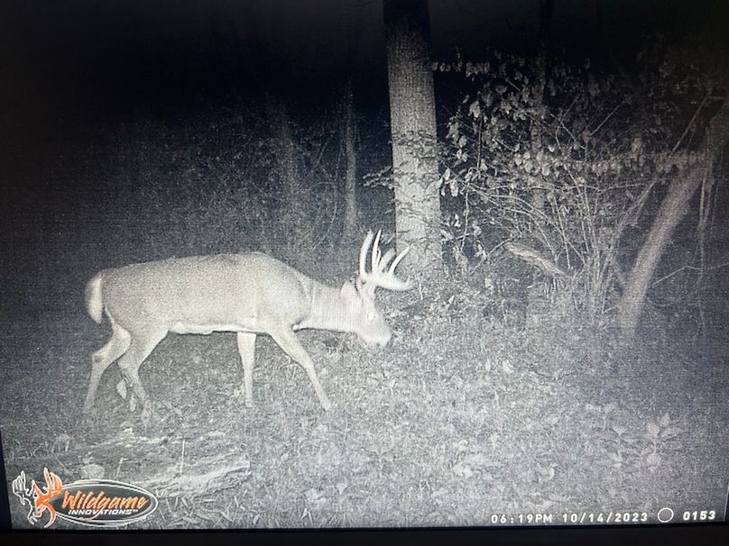 Deer pic 3