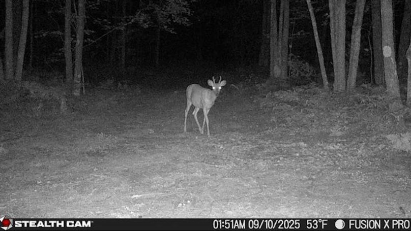 Atlanta - Fall Button Buck