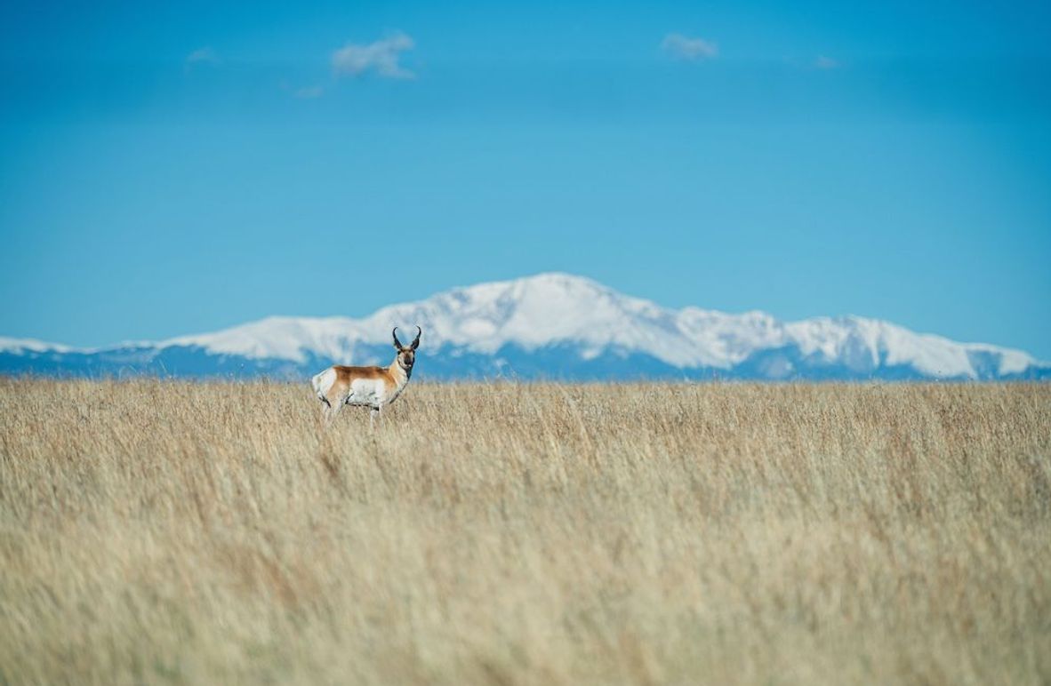 03 - Pronghorn Antelope