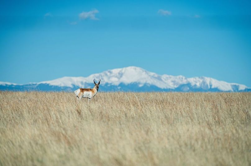 03 - Pronghorn Antelope