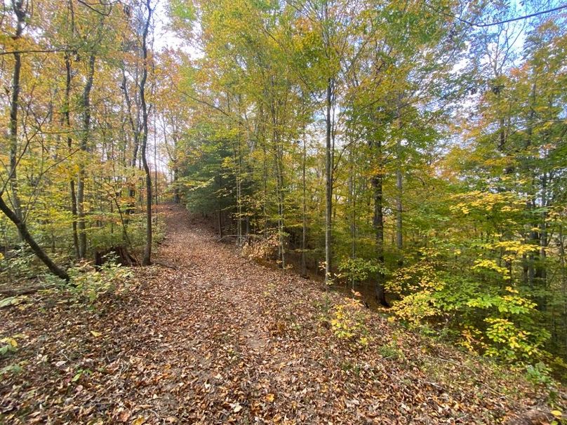 017 I don_t think I could ever get tired of a stroll through these woods