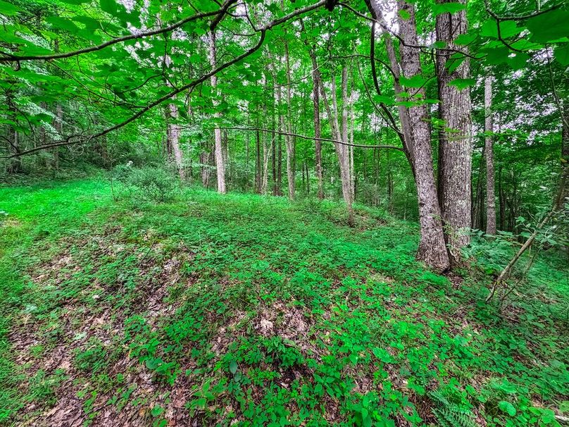 Doddridge, WV 15.68 AC Bonnett-67