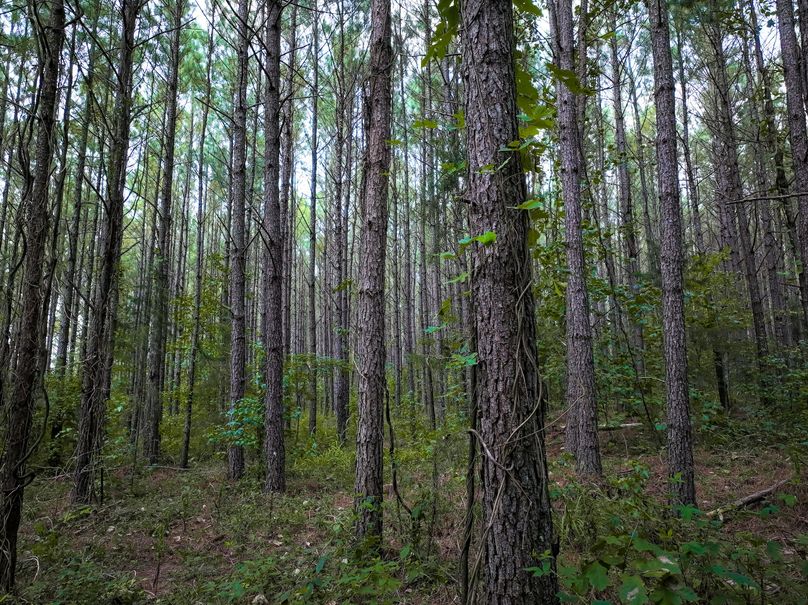 Lee County, MS 92+--16