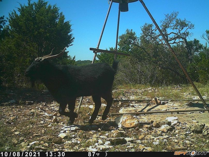 Game Camera 4