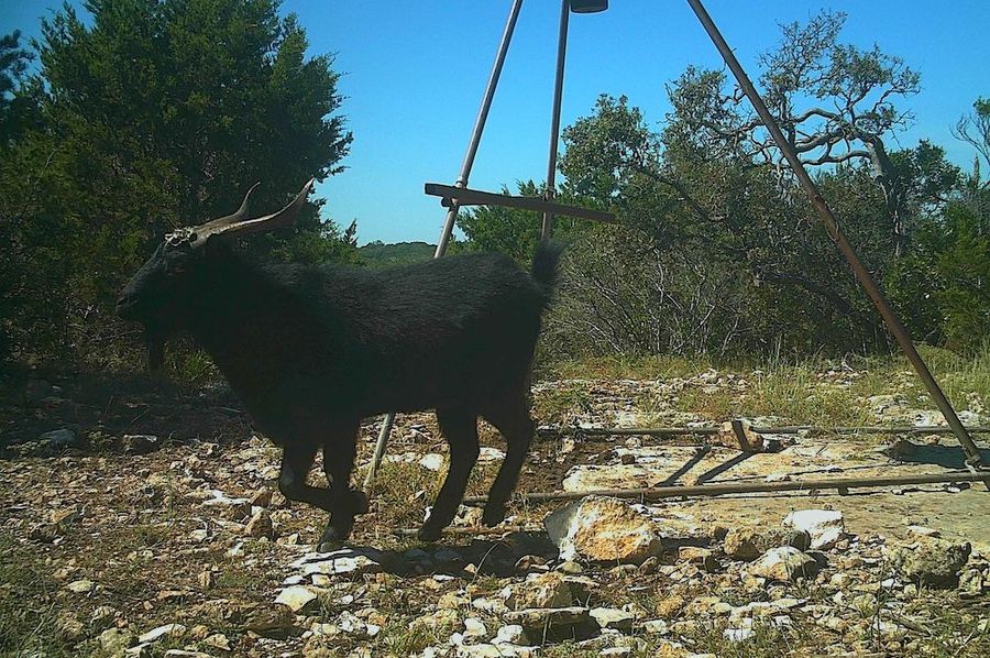 Game Camera 4