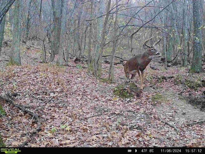 Sauk 174 Trailcam - 14
