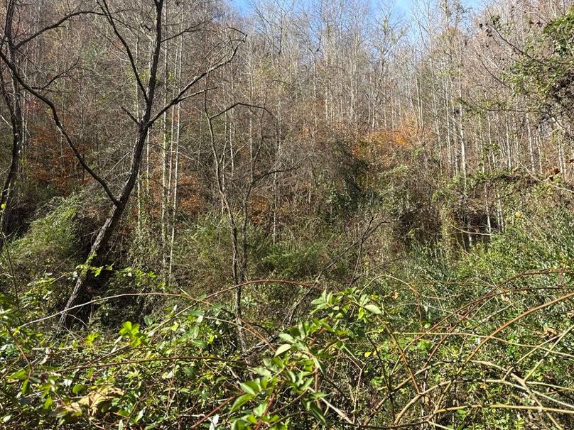 014 Hollow Flat faceing the Head of Hollow