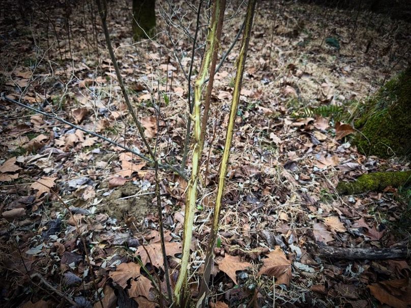 015 one of many deer rubs-2