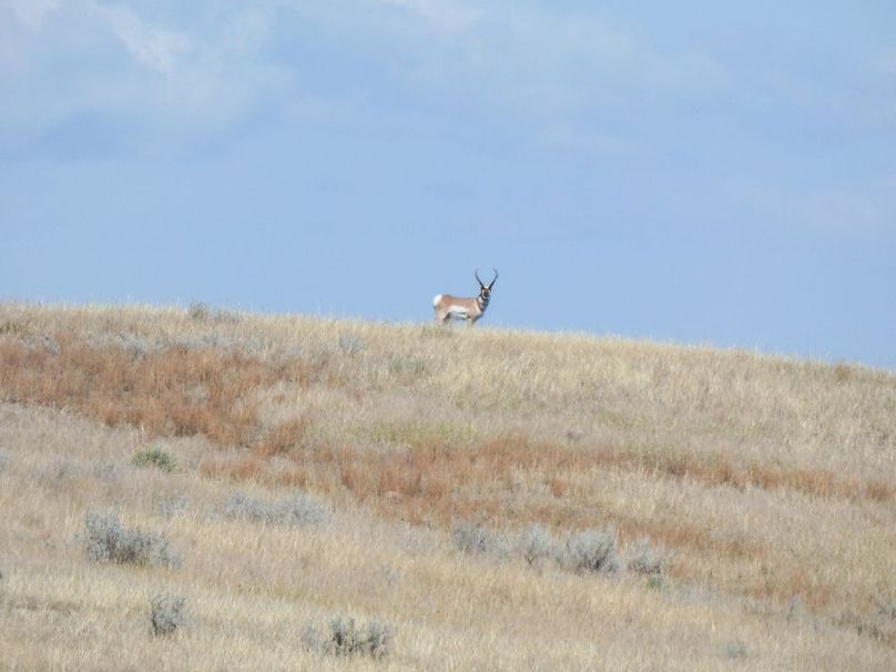 Antelope buckP1040686