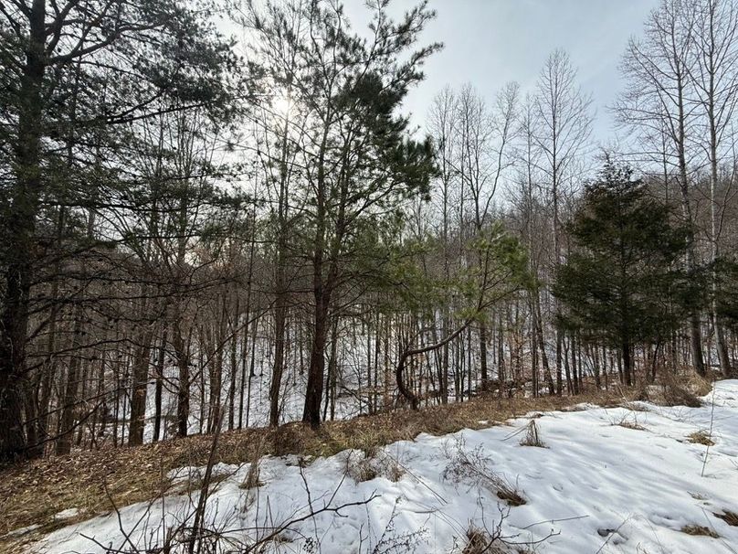 012 forested area near the middle of the property