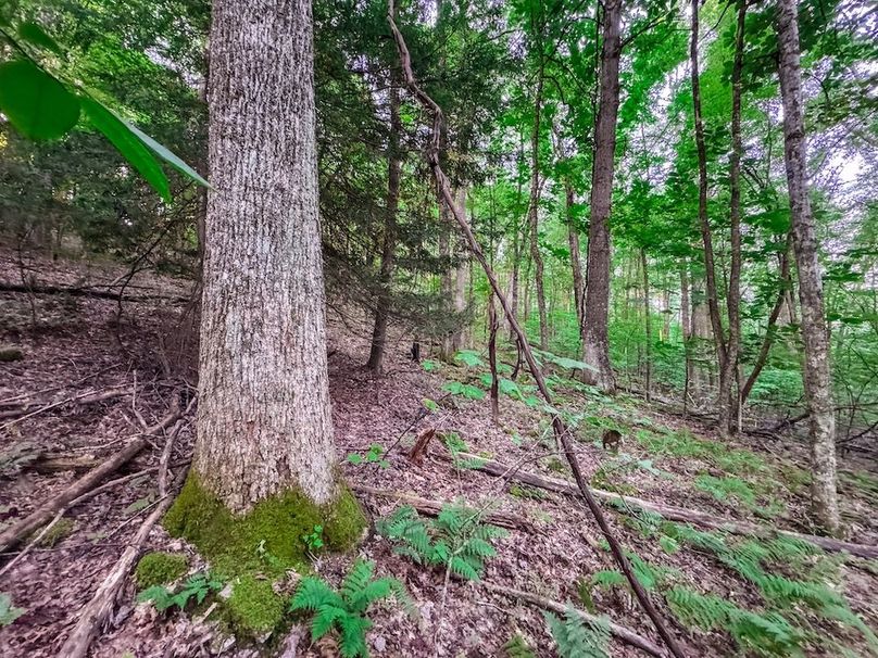 Webster, WV 42 AC Barger-29