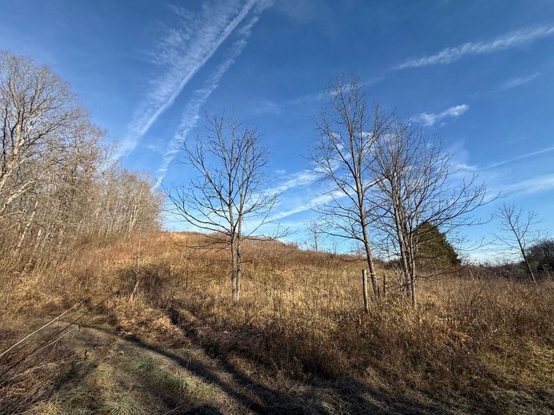 042 the regeneration transition from pasture to eventual forest