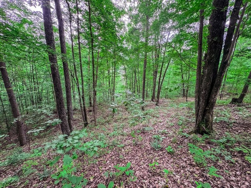 Tyler, WV 313.87 AC -34