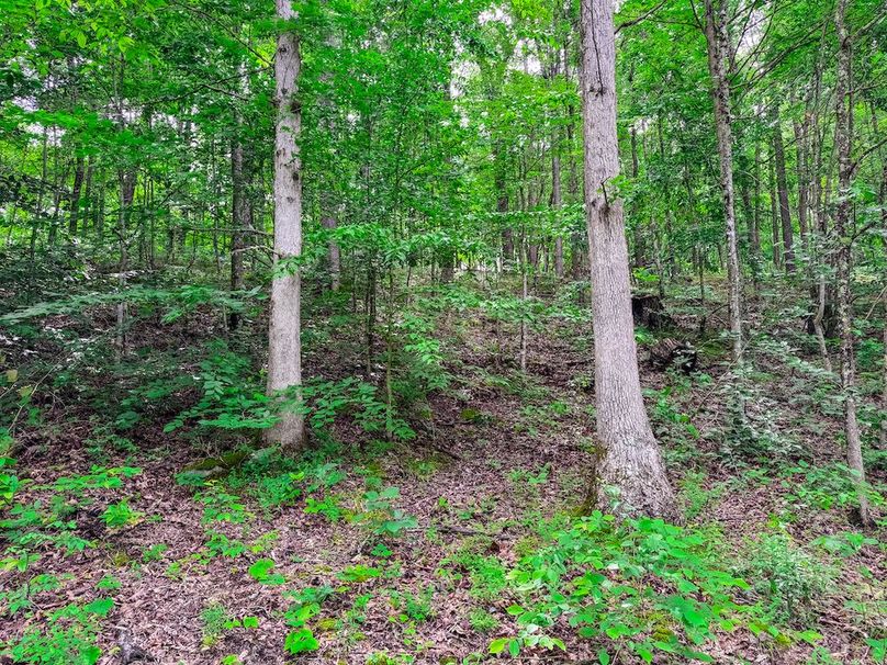 Wirt, WV 137.45 AC Full-44