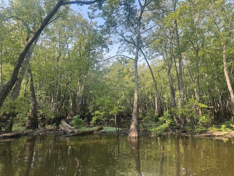 swamp20260501_0224-2