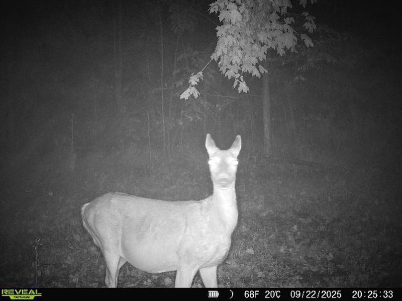 860322066773638-100-3-09222025202532-W1004096