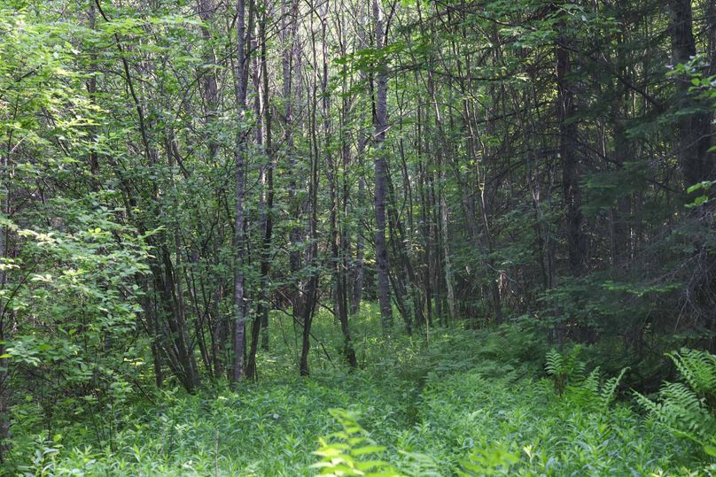 Chippewa85Knowles-5752