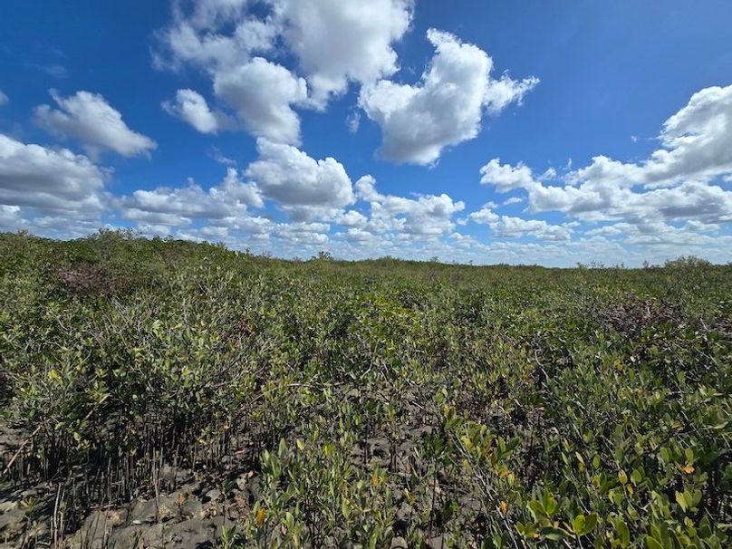 17.17ac, Citrus, Josiah Ronco49