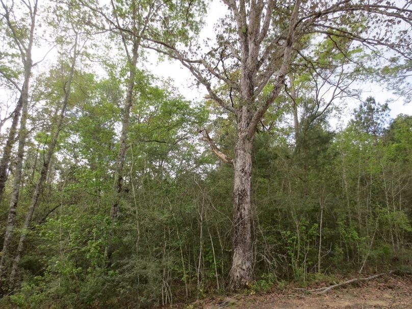 B26AB4EA-DB54-46A7-9363-099894D734C9_1_105_c