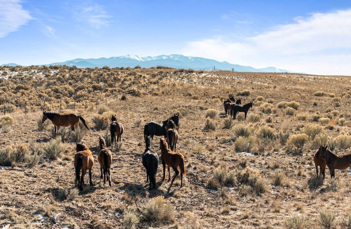 05 - Wild Horse Herd