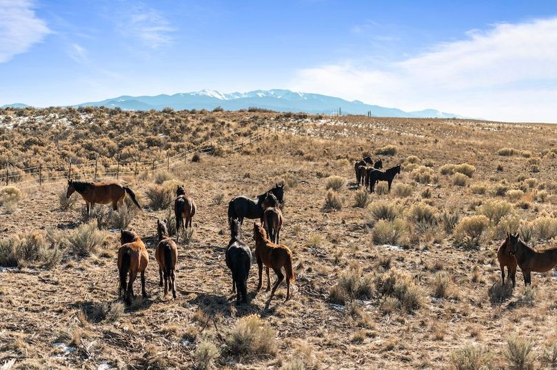 05 - Wild Horse Herd