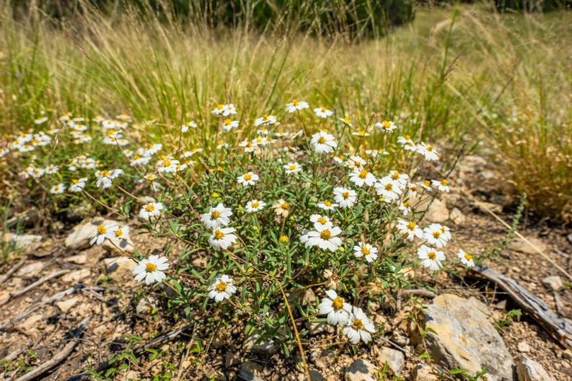 12-web-or-mls-DSC08297