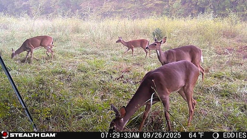 25092607293201000328_ColorizationType.none