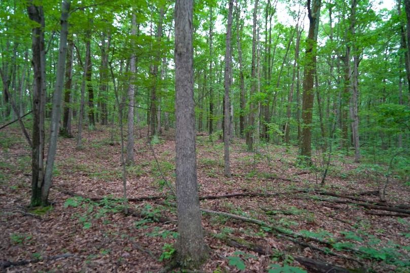 Bedford,121,Beegle-25