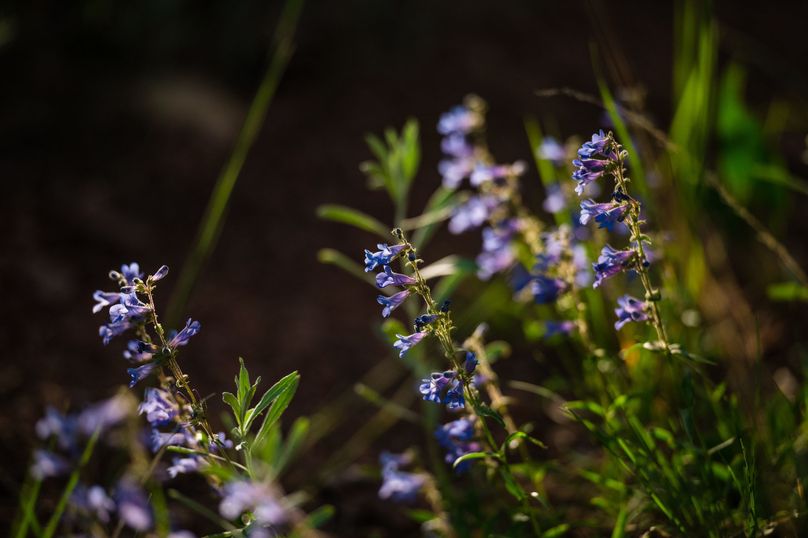 Teller CO 120 - 023 - penstemon 